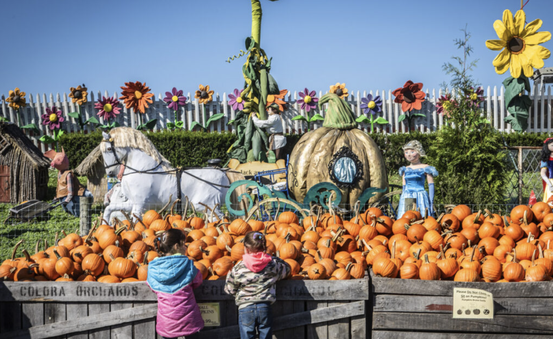 林威拉果园的南瓜园回归